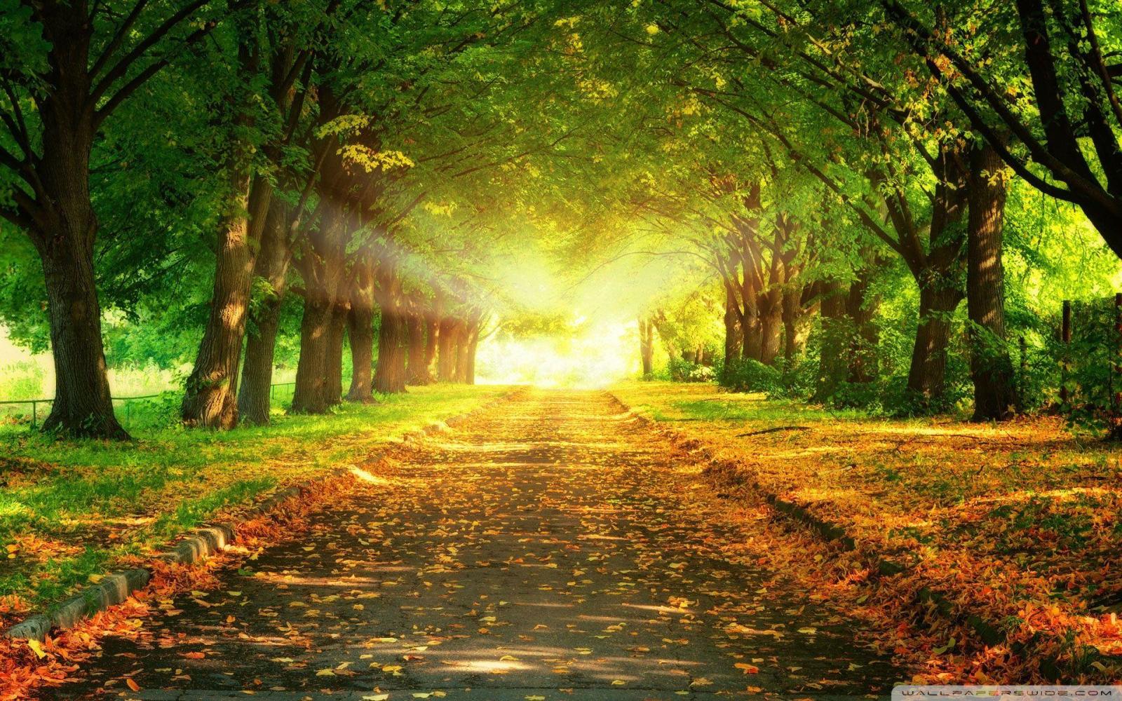 1920x1200 Pathway Through Autumn Wallpapers