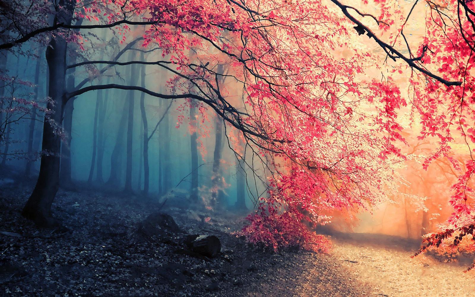 1920x1200 Earth - Forest Fall Fog Path Tree Nature Wallpaper [1920x1080] : r/ wallpapers