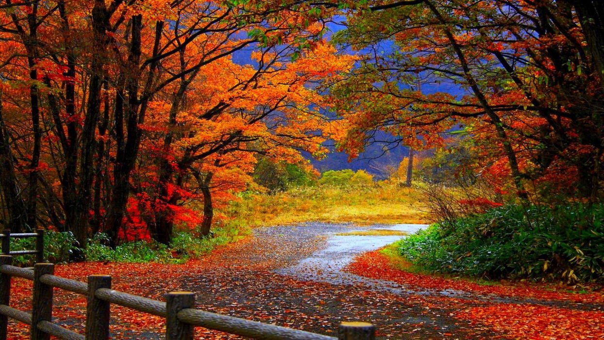 1244x700 Autumn fall trees fence path trail colorful leaves foliage wallpaper |  1920x1080 | 524504 | WallpaperUP