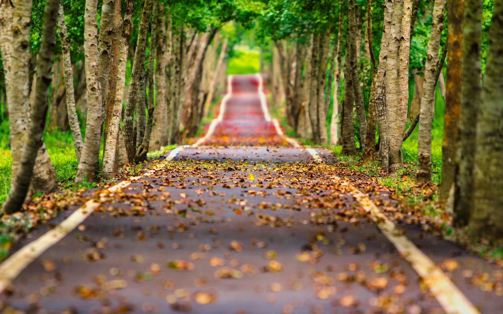 3840x2400 Road Path Way Autumn Trees Green 4K Wallpaper - Best Wallpapers