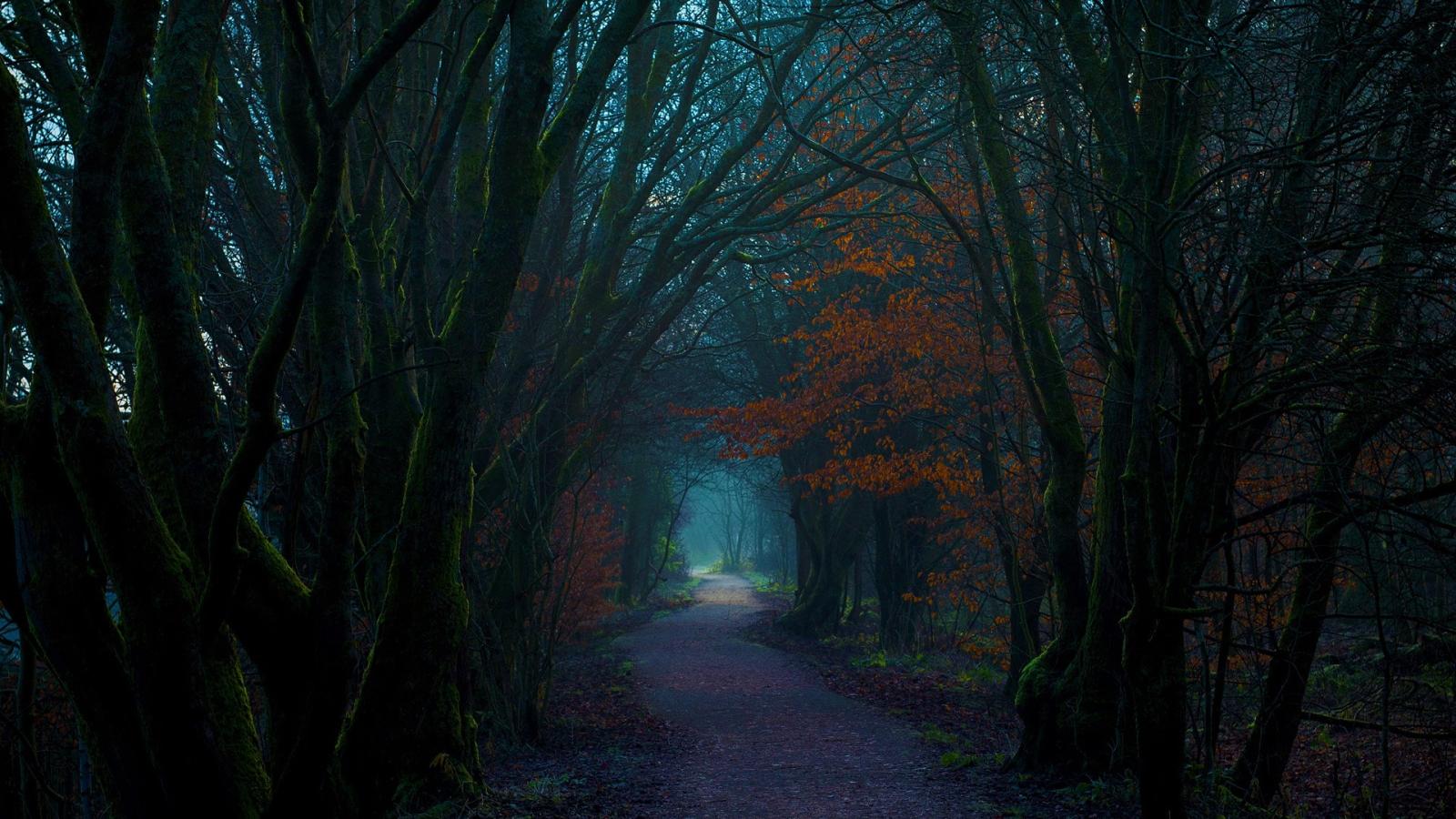 1920x1080 Dark Autumn Forest Path