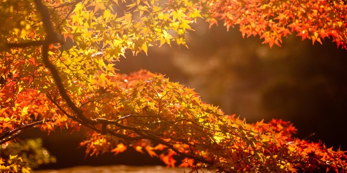 2000x1300 warm sunlight by naoK - Desktop Wallpaper