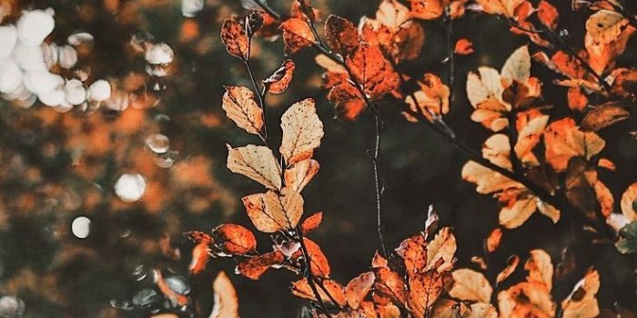 736x1108 Autumn | Fundo de outono, Paisagens