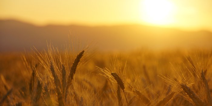 1920x1200 Wheat Macro grass field sunrise sunset