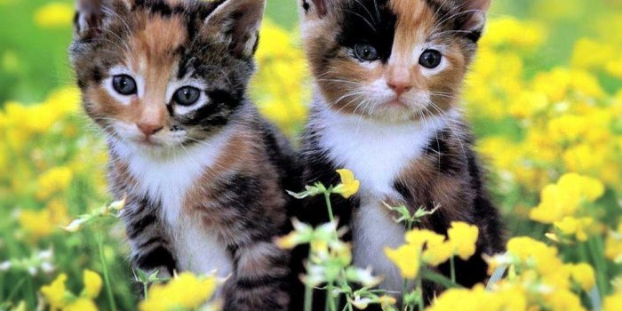 1024x768 Cute Kittens Wallpapers
