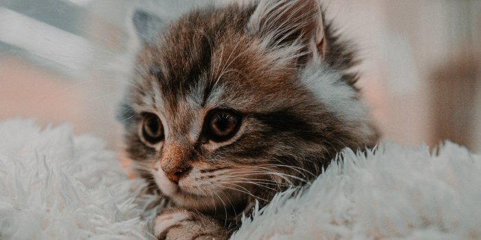 1536x1920 100+] Cute Kitten Wallpapers
