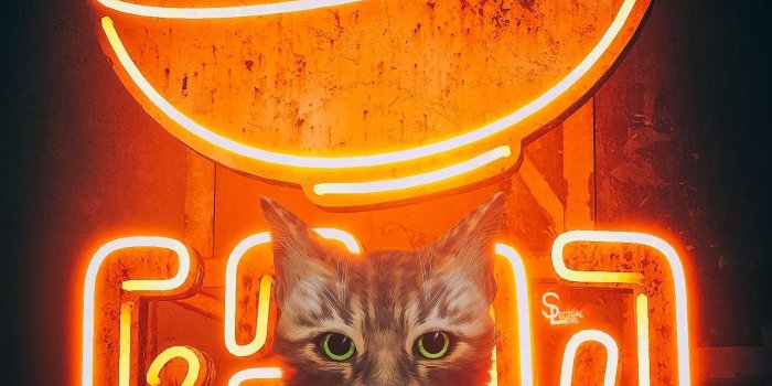 1386x2488 Stray Game Wallpaper | Stray cat, Stray