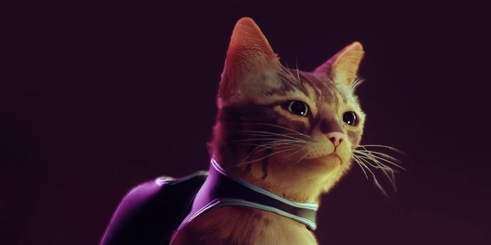 1440x2560 Stray Cat Wallpaper - Cat with Monocle