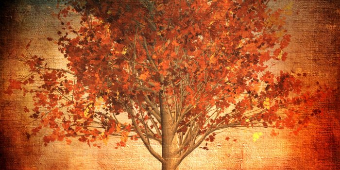 2780x2780 Aesthetic Autumn Red Fall Leaves Nature