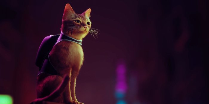 2560x1440 Stray Cat Wallpaper - Cat with Monocle