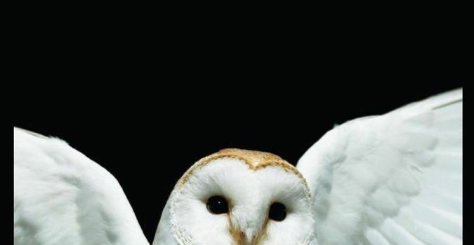 675x1200 Deftones wallpaper | Rock poster art