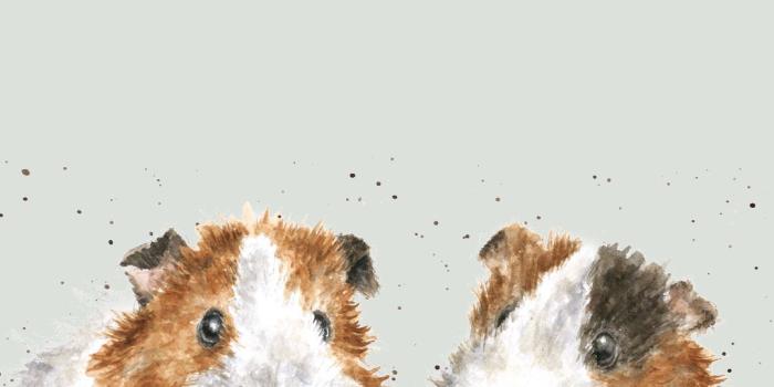 1080x1920 Guinea Pig Phone Wallpaper | Cute