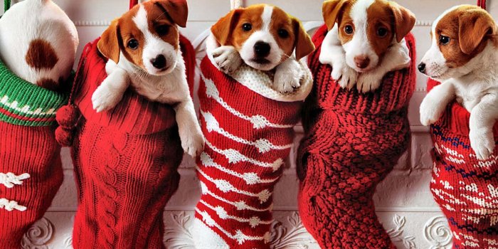 1366x1000 Christmas Dogs In Stockings Wallpaper