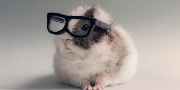 1920x1080 Guinea Pig Wallpapers | Guinea pigs