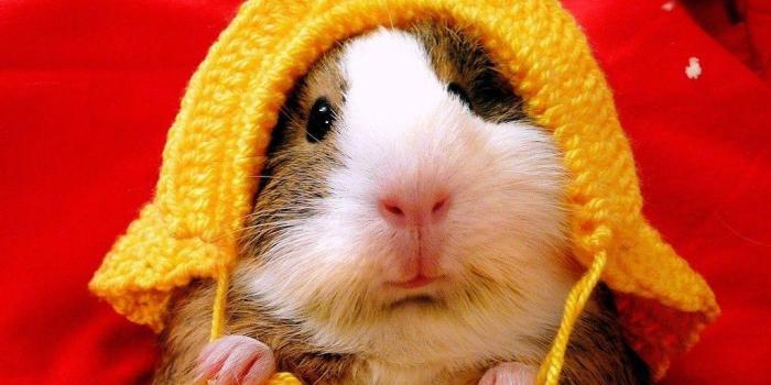 1024x768 Guinea Pigs Wallpapers