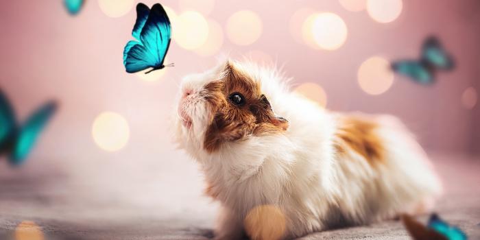 2048x1365 Animal Guinea Pig HD Wallpaper