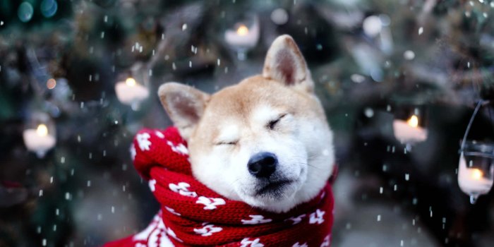 1920x1200 100+] Christmas Dog Wallpapers