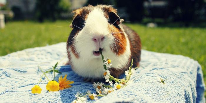1920x1200 Guinea Pig Desktop Wallpapers