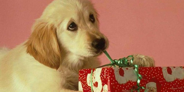 1024x768 Christmas Dog Wallpaper - Christian