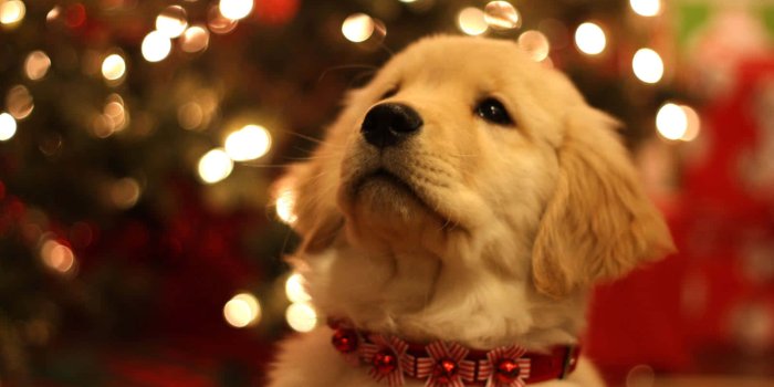 1599x1066 Festive Collar Wallpaper