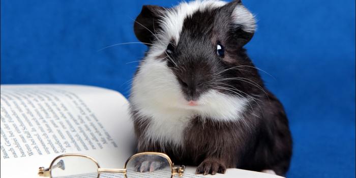 1920x1200 Guinea Pig - Desktop Wallpapers, Phone