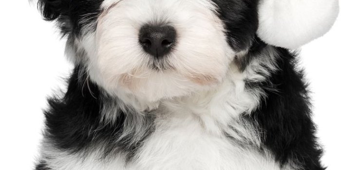 736x1308 Cute dogs, Havanese puppies, Christmas dog
