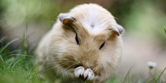 1920x1080 guinea pig - Gnome-look.org