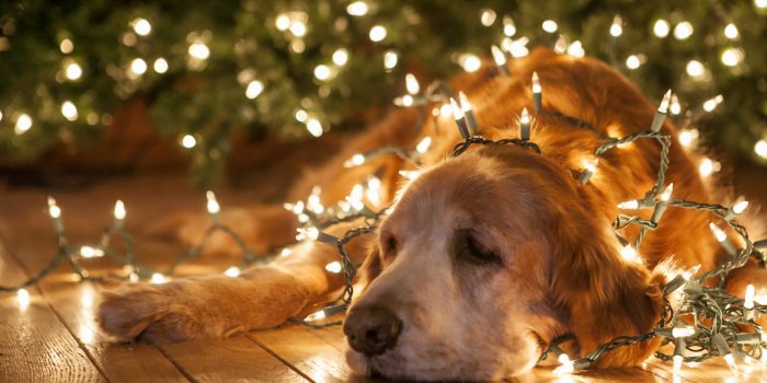 1920x1200 I Hate Christmas !
