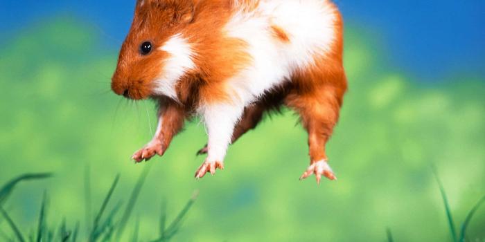 1920x1440 Download a guinea pig jumping in the