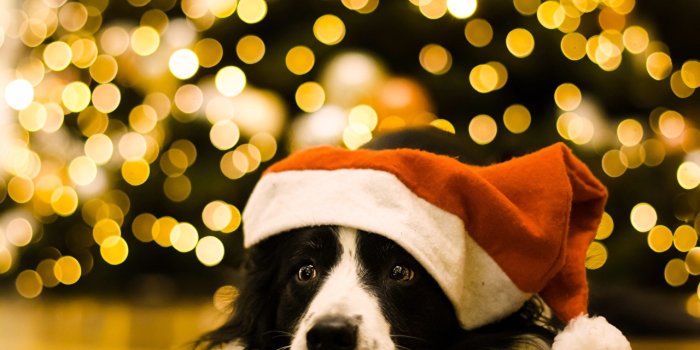 1280x853 Desktop Wallpapers Border Collie Dogs