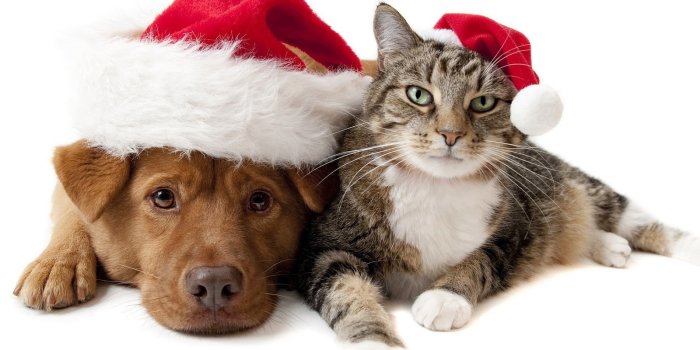 1600x1000 dog-wearing-christmas-hats-hd-cat