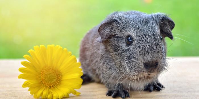 1440x960 Super Cute Baby Guinea Pig Ultra HD
