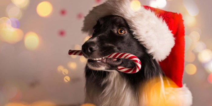 1332x850 100+] Dog Christmas Pictures