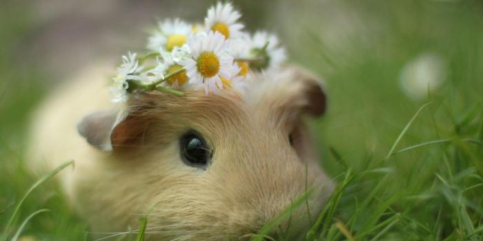 1920x1080 Guinea Pig Wallpapers