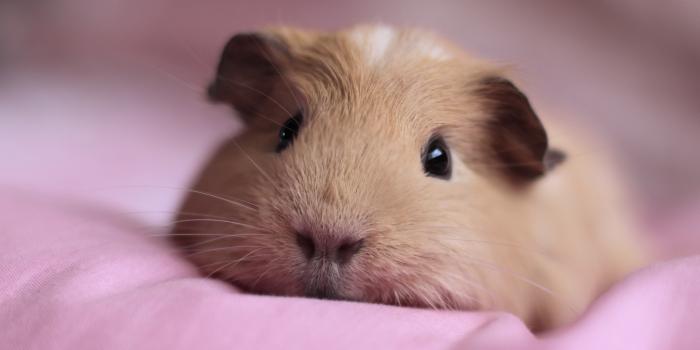 4000x3168 Animal Guinea Pig 4k Ultra HD Wallpaper