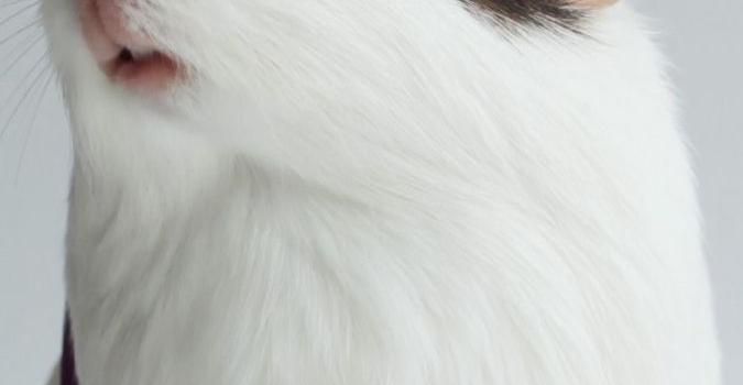 675x1200 Cute wallpapers | Cute guinea pigs