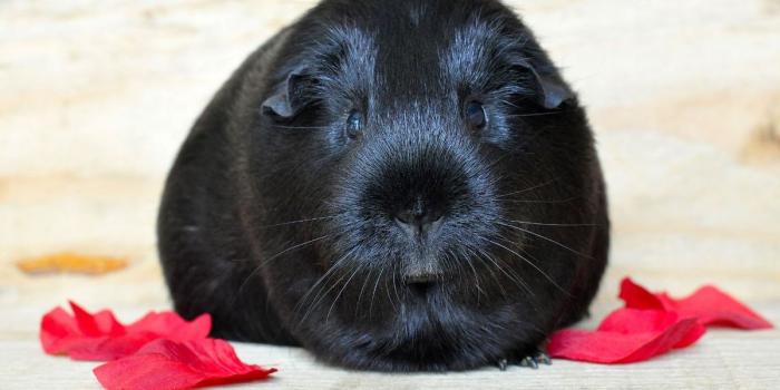 1200x797 HD Desktop Background With black guinea pig