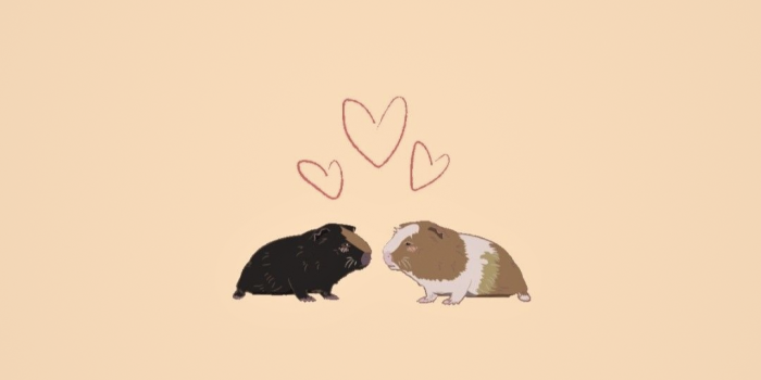 1080x1826 Top 40 Best Guinea Pig Wallpapers [ HQ ]