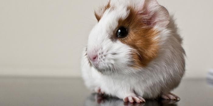 1440x900 Guinea Pig 1440 x 900 widescreen Wallpaper