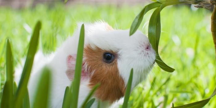 1920x1275 Animal Guinea Pig HD Wallpaper