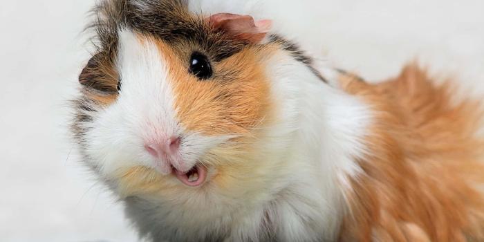 1920x1200 Download Cute Guinea Pig Pictures