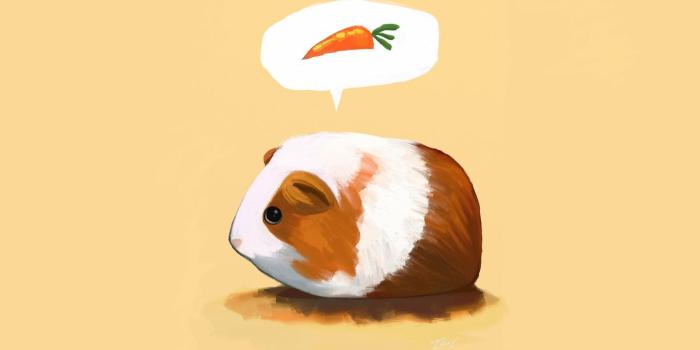 1920x1080 35+ Cartoon Guinea Pig Wallpapers