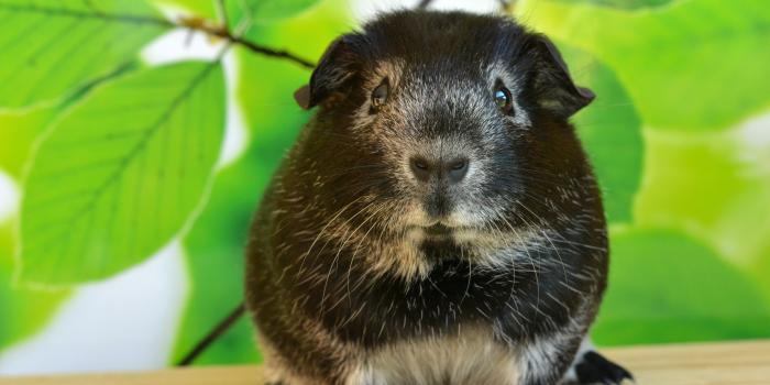 3840x2400 Desktop Background Wallpaper for 4K UHD