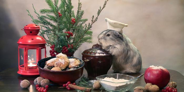 1280x821 Desktop Wallpapers Guinea pigs