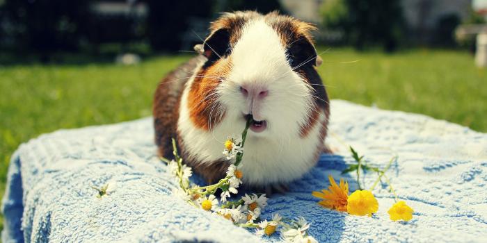 1920x1200 Funny Guinea Pig Wallpapers - Wallpaper