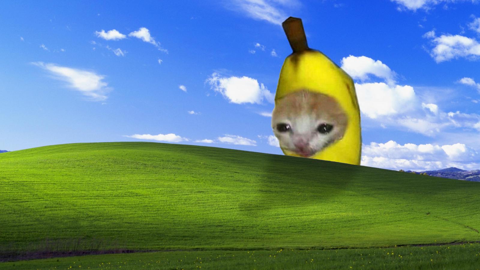 3840x2160 banana cat XP : r/Catmemes