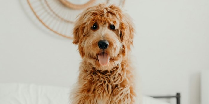 1000x1500 Goldendoodle Pictures | Download Free