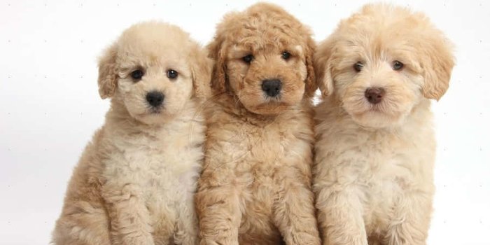 900x613 100+] Goldendoodle Pictures