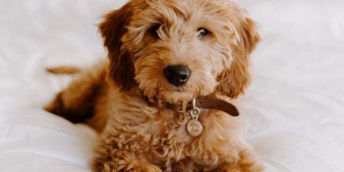 735x1111 Mini Goldendoodle Wallpapers