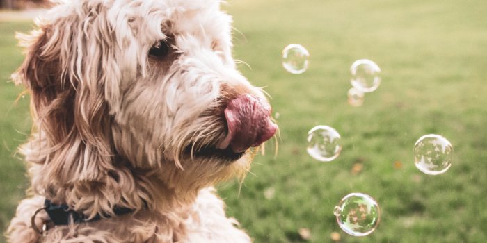 4000x6000 Goldendoodles Wallpapers